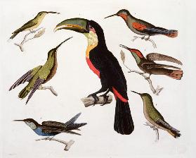 Native birds, including the Toucan (centre), Amazon, Brazil, from 'Le Costume Ancien et Moderne', Vo