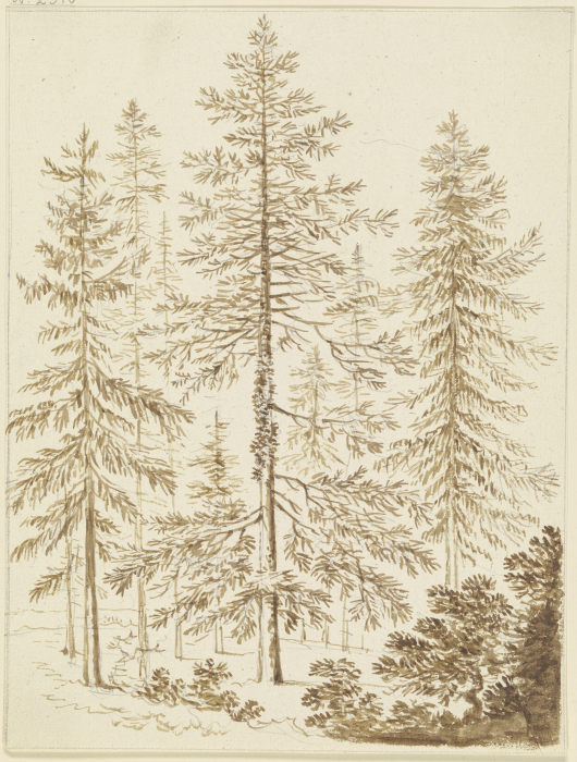 Eine Gruppe von Nadelbäumen van Friedrich Wilhelm Hirt