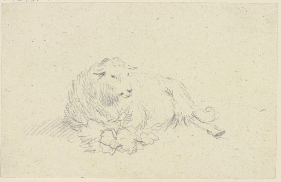 Lying sheep van Friedrich Wilhelm Hirt