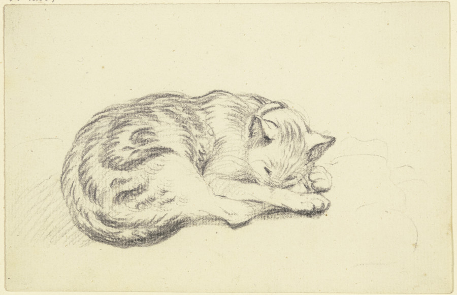 Sleeping cat van Friedrich Wilhelm Hirt