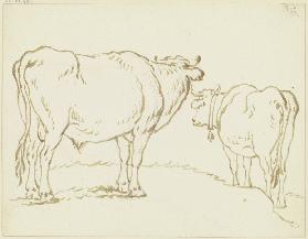 Zwei Rinder, der etwas erhöht stehende Ochse links in leichter Verkürzung rückansichtig, den Kopf ab