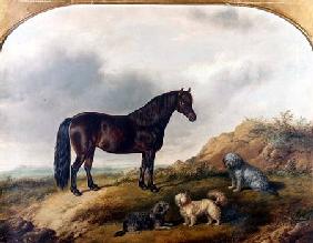 A Pony and three Terriers in a landscape