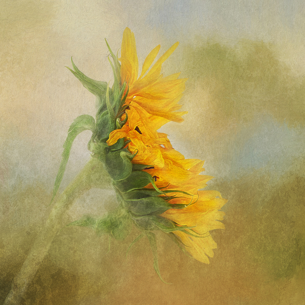 Fading Sunflower van Gaille Gray