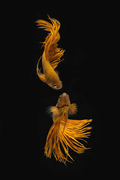 Love Story of the Golden Fish van Ganjar Rahayu