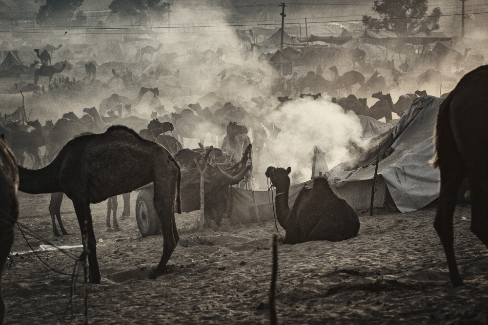 Camel market 3850 van Garik
