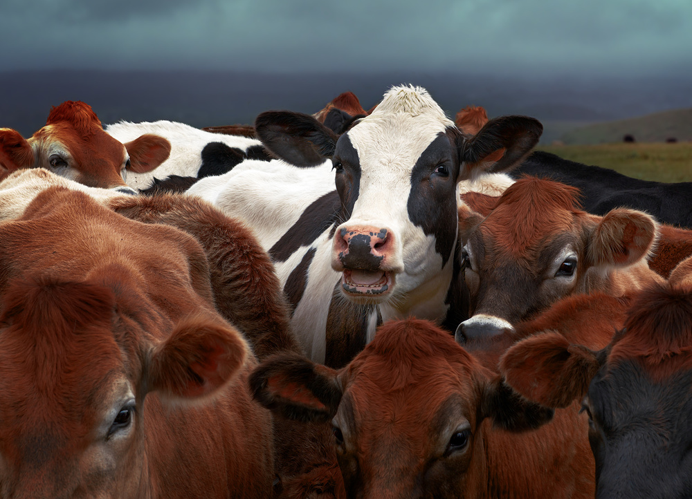 Laughing Cow van Gary Perlow
