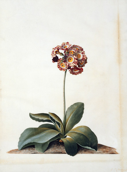 Primula Auricula Variegata. van Georg Dionysius Ehret