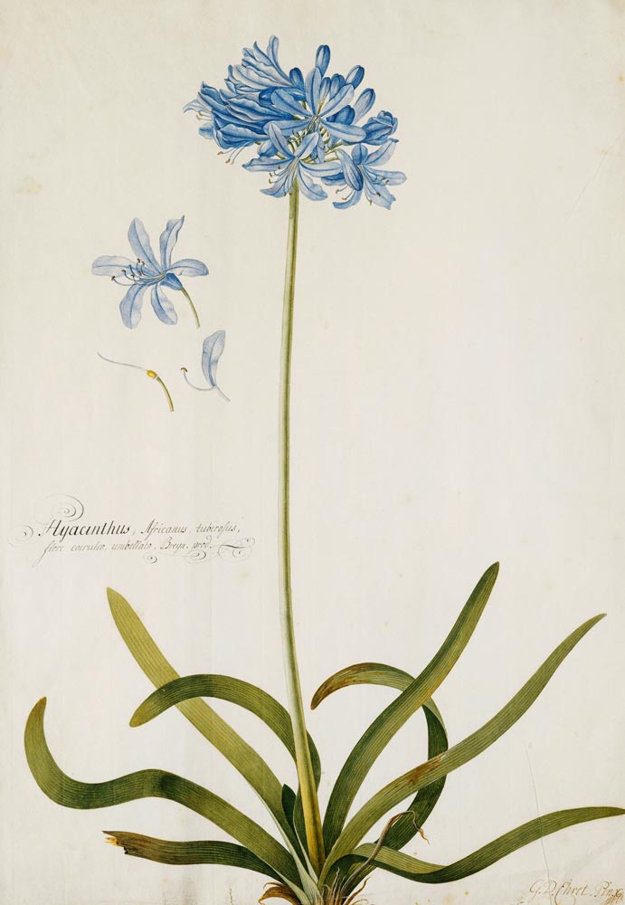 Schmucklilie. Bezeichnet Hyacinthus Africanus, tuberosus. van Georg Dionysius Ehret