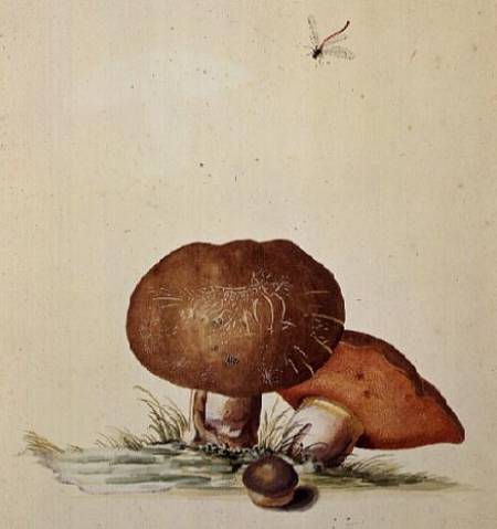 Cep Mushroom with Damsel Dragonfly van Georg Dionysius Ehret