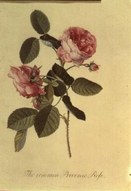 The Common Provence Rose van Georg Dionysius Ehret