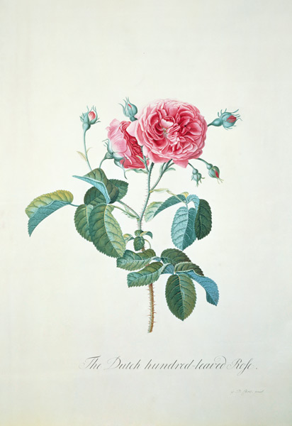 Rose: Dutch hundred-leaved Rose van Georg Dionysius Ehret