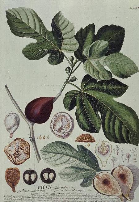 Ficus (Fig) van Georg Dionysius Ehret