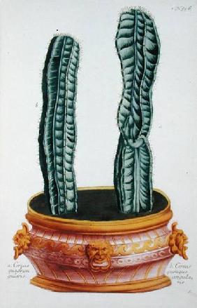 Cereus quadrangularis and Cereus quinque angularis, from 'Phytanthoza Iconographia', by Johann Wilhe