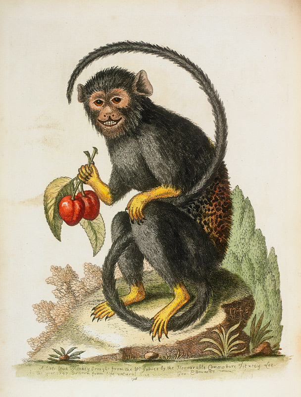 A Little Black Monkey Brought From The West Indies By Commodore Fitzroy Lee van George Edwards