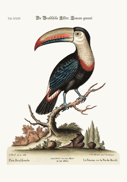 The Toucan or Brasilian Pye van George Edwards