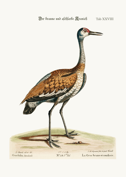 The Brown and Ash-coloured Crane van George Edwards