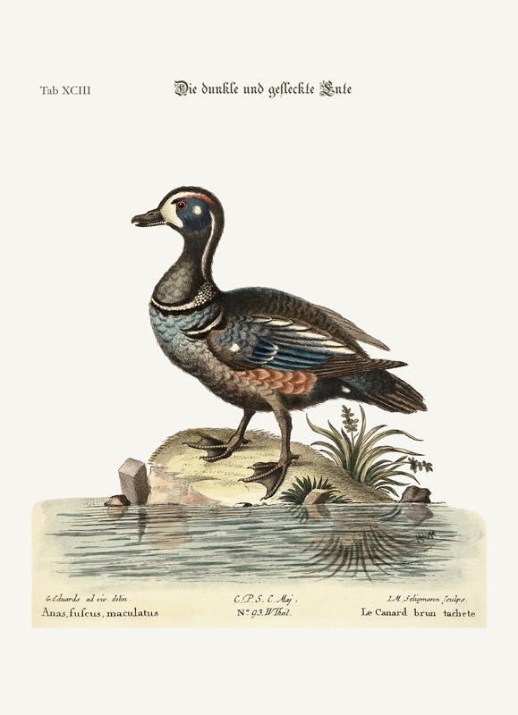 The Dusky and Spotted Duck van George Edwards