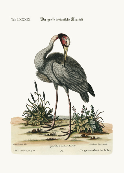 The greater Indian Crane van George Edwards