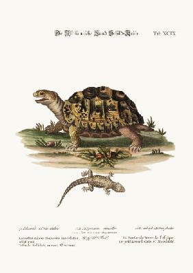 The African Land-Tortoise. The small spotted Grey Lizard