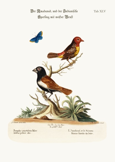 The Amadavad, and the White-breasted Indian Sparrow van George Edwards
