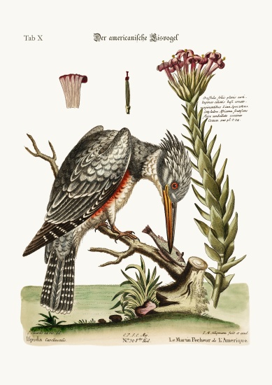 The American Kingfisher van George Edwards
