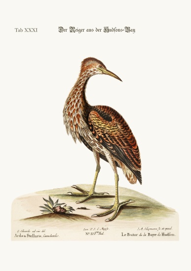 The Bittern from Hudson's Bay van George Edwards