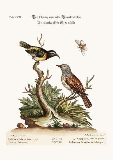 The Black and Yellow Creeper. The American Hedge-Sparrow van George Edwards