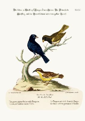The Black Linnet, the Olive-coloured Linnet, and the Yellow-bellied Creeper