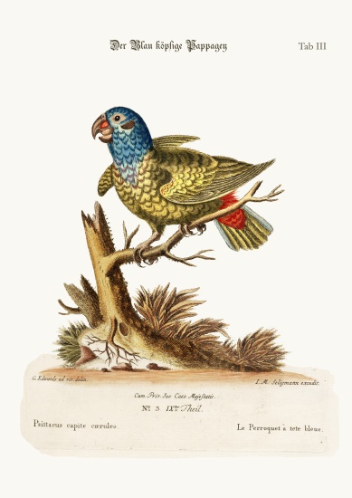 The Blue-headed Parrot van George Edwards