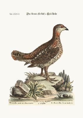 The brown and spotted Heathcock
