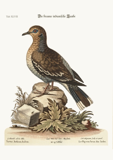 The brown Indian Dove van George Edwards