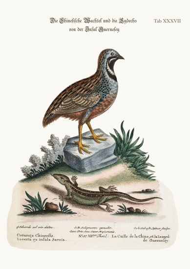 The Chinese Quail and the Guernsey Lizard van George Edwards