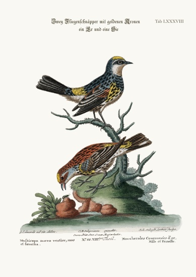 The Golden-crowned Flycatchers, Cock and Hen van George Edwards