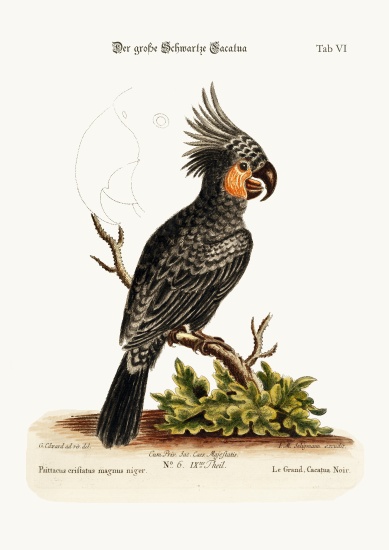 The Great Black Cockatoo van George Edwards