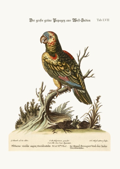 The Great Green Parrot, from the West-Indies van George Edwards