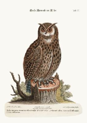 The Great Horned Owl from Athens