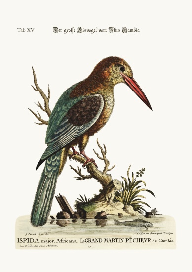 The great Kingfisher from the River Gambia van George Edwards