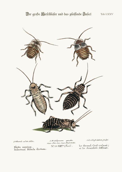 The Greater Cockroach, and the Whistle Insect van George Edwards
