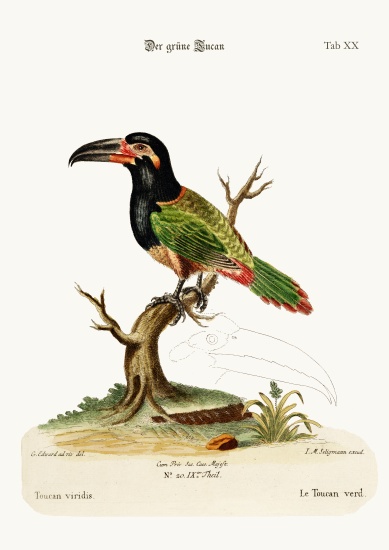 The Green Toucan van George Edwards