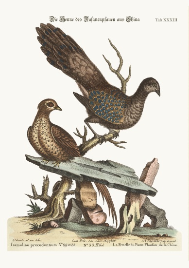 The Hen Peacock Pheasant from China van George Edwards