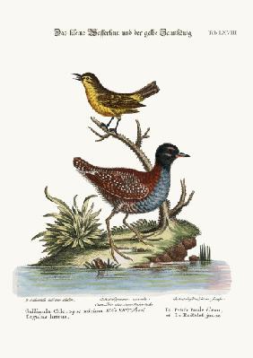The Least Water-Hen, and the Yellow Wren
