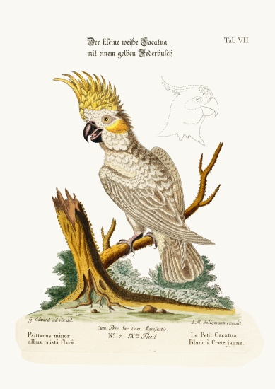 The Lesser White Cockatoo with a Yellow Crest van George Edwards