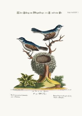 The Little Blue-grey Flycatchers, Cock and Hen