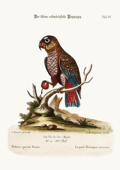 The Little Dusky Parrot van George Edwards