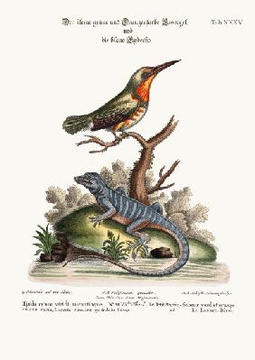 The little Green and Orange-coloured King-Fisher and the Blue Lizard