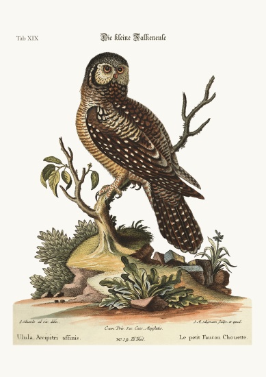 The little Hawk Owl van George Edwards