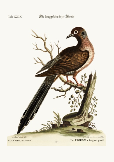 The long-tailed Dove van George Edwards