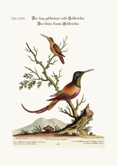 The long-tailed red Hummingbird. The little brown Hummingbird van George Edwards
