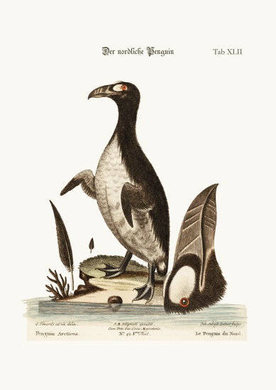 The Northern Penguin van George Edwards