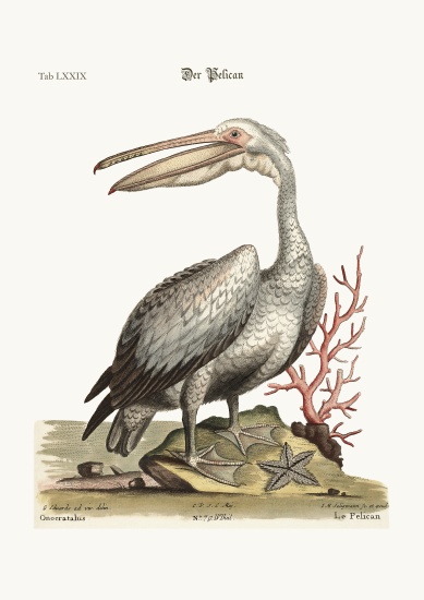 The Pelican van George Edwards